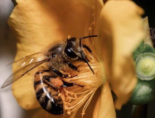 Pszczoły, to najlepszy przyjaciel człowieka, czy wiesz dlaczego?