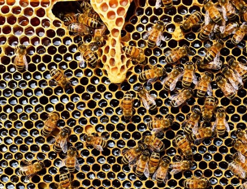 Produkty pszczele na wagę zdrowia