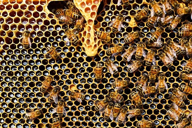 Produkty pszczele na wagę zdrowia
