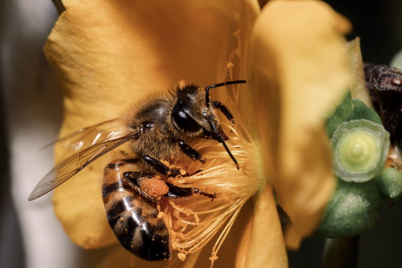 Pszczoły, to najlepszy przyjaciel człowieka, czy wiesz dlaczego?